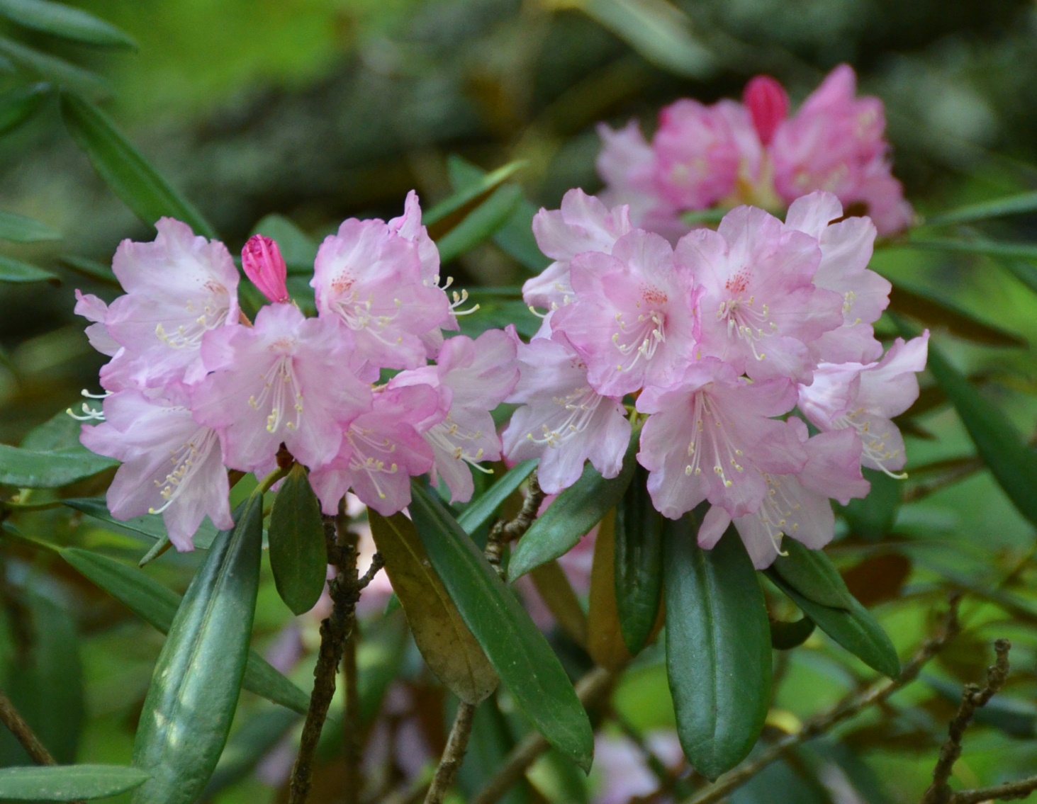 桑名市総合医療センター | 6月 石楠花