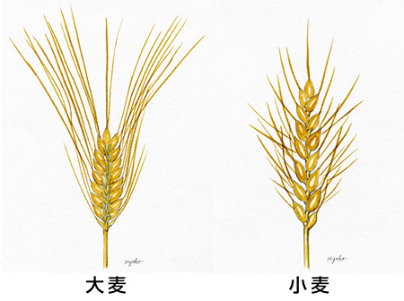 の 小麦 違い と 大麦 大麦豆知識（大麦の歴史・構造・種類と用途）