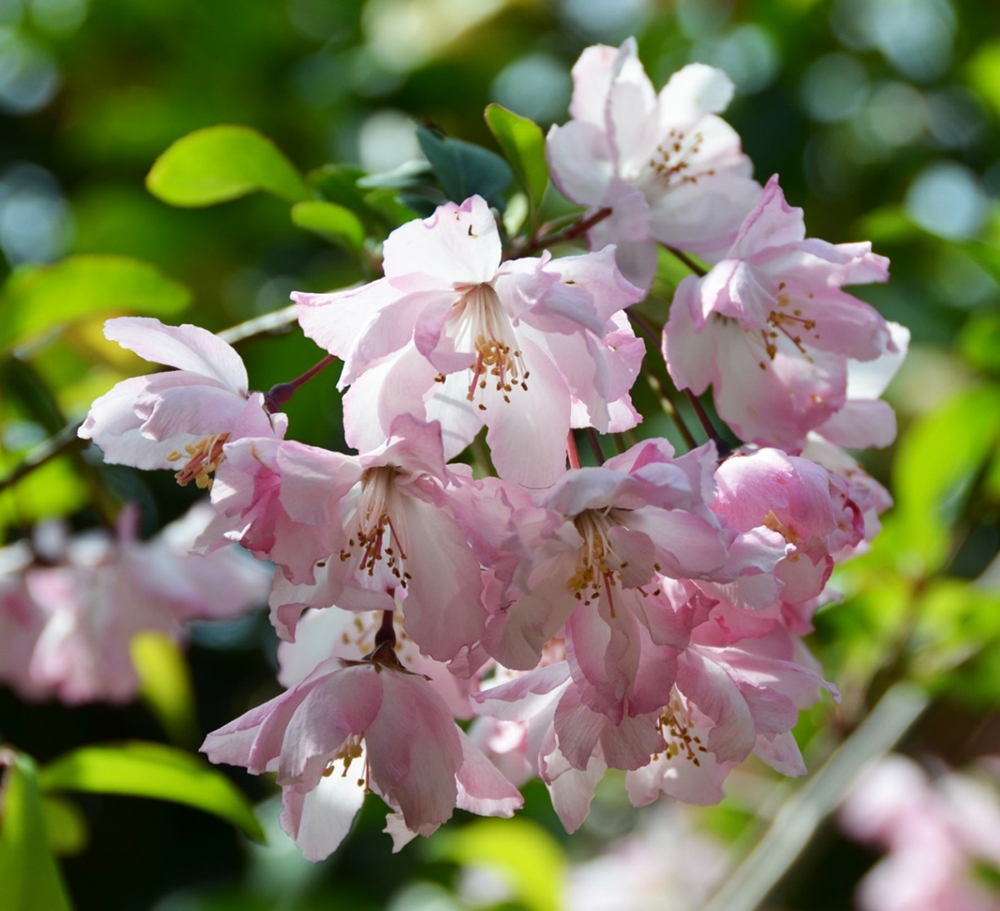 桑名市総合医療センター 5月 花海棠