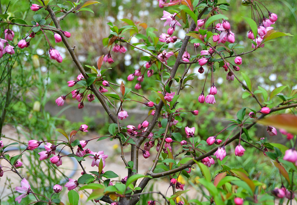 桑名市総合医療センター 5月 花海棠