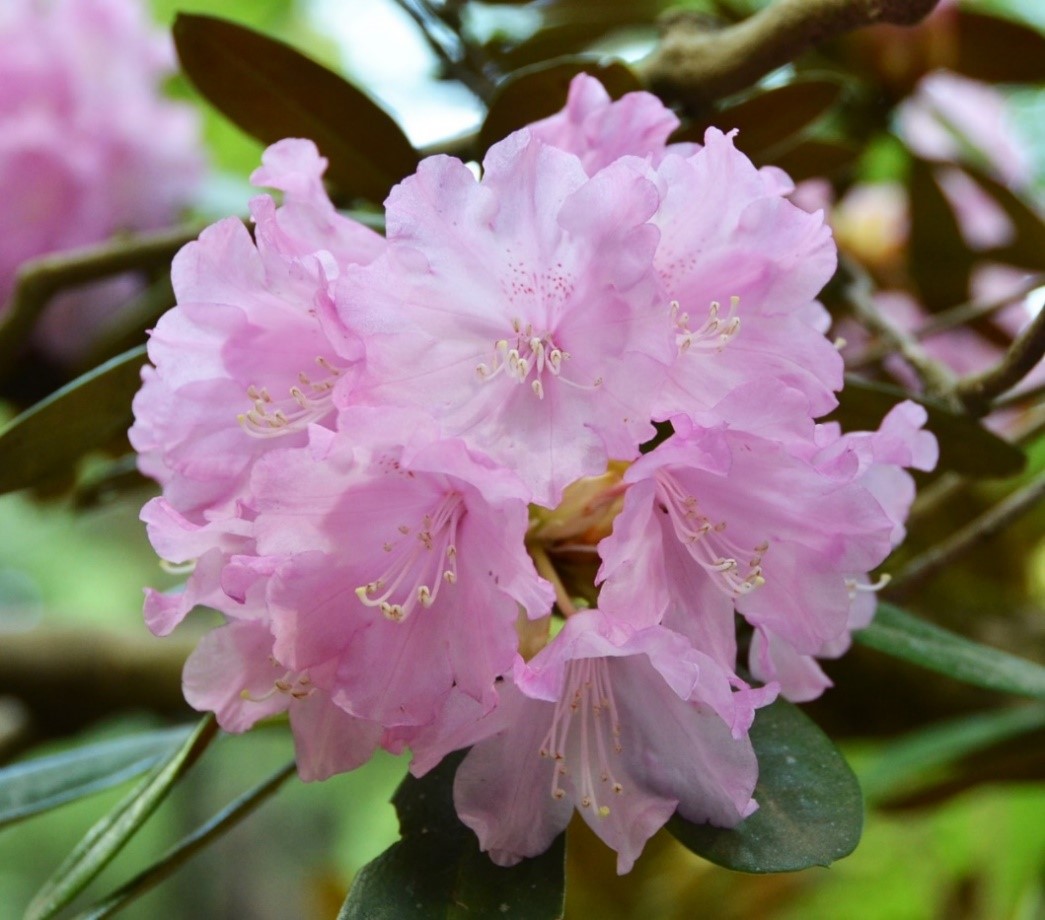 桑名市総合医療センター 6月 石楠花