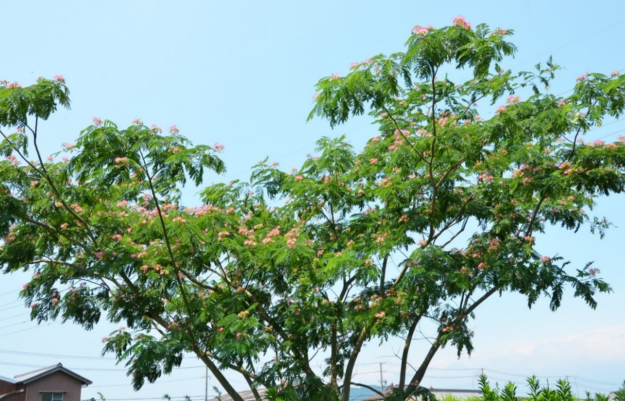 桑名市総合医療センター 7月 ねむのき 合歓の木