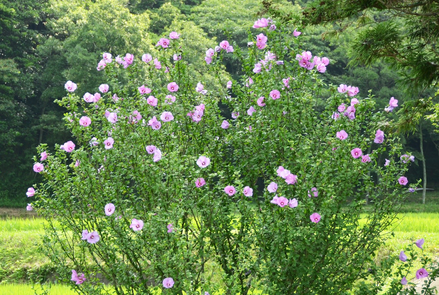 桑名市総合医療センター 8月 むくげ 木槿