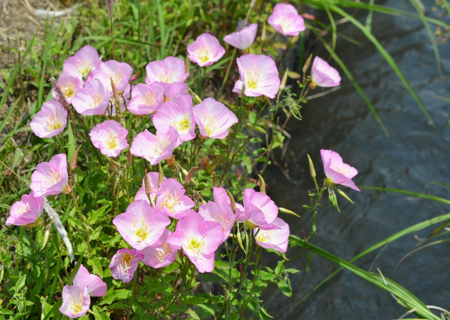 桑名市総合医療センター 6月 昼咲月見草