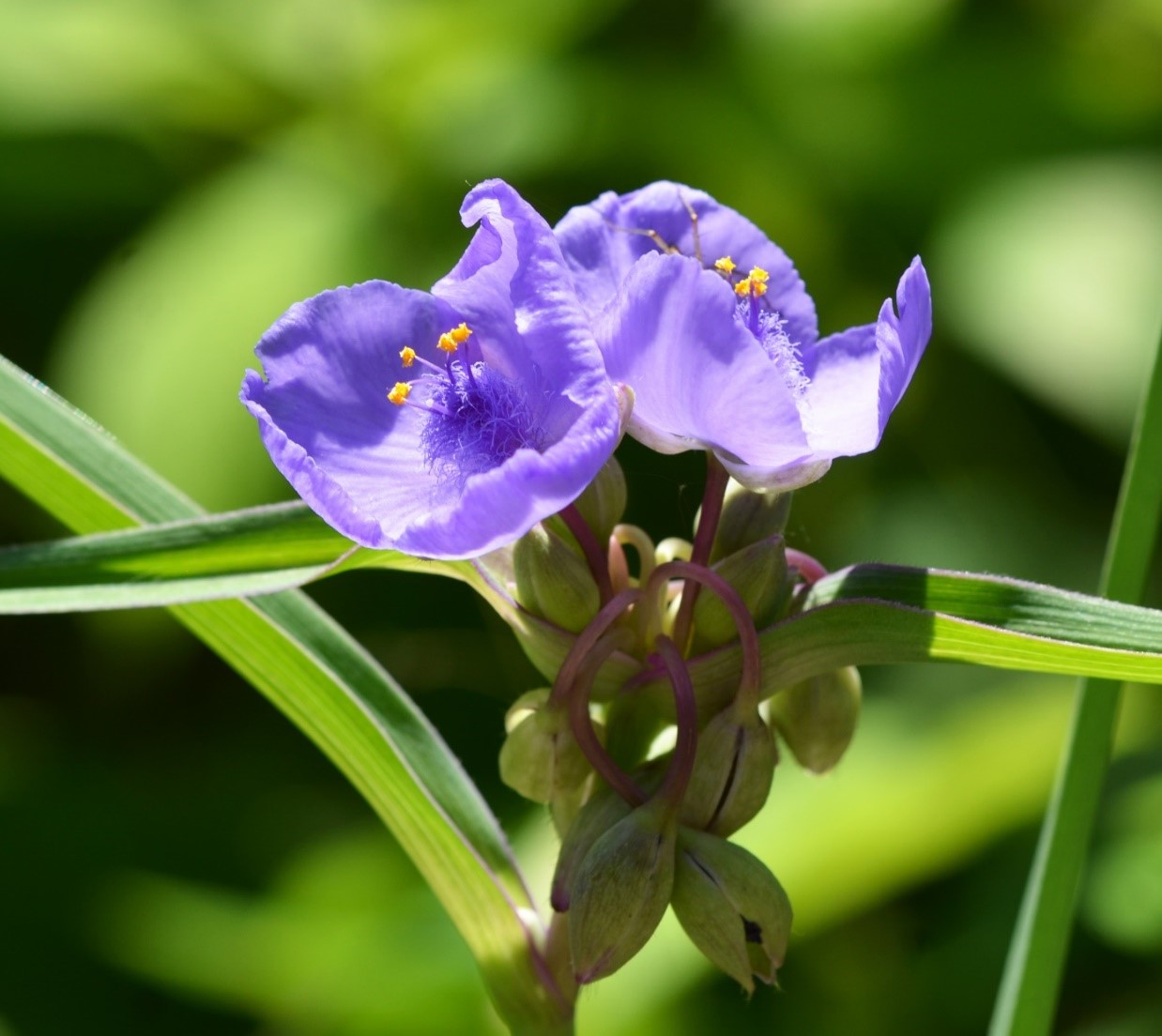 桑名市総合医療センター 7月 紫つゆ草