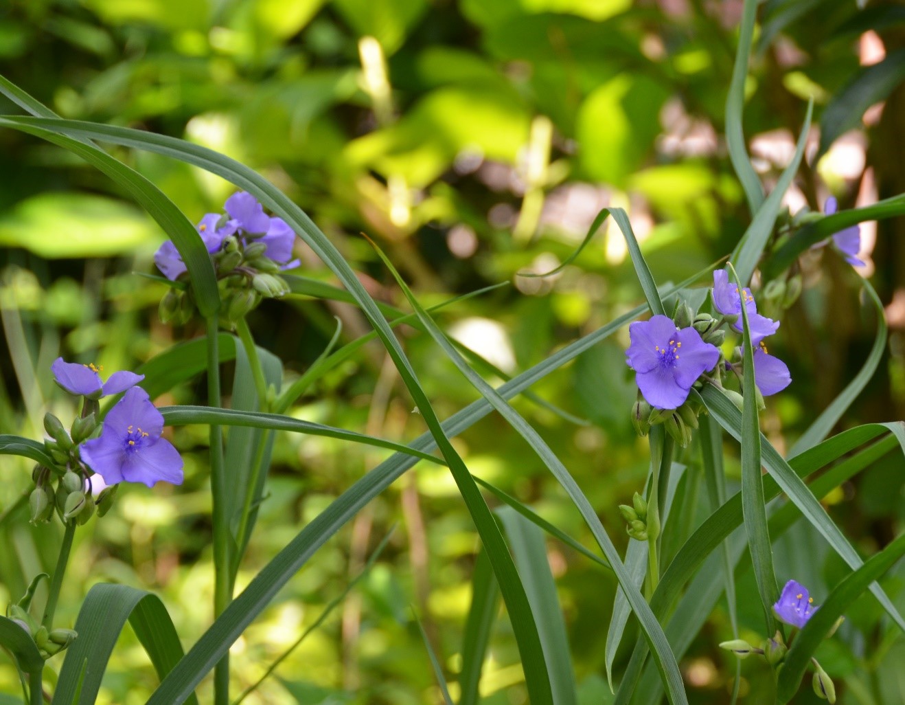 桑名市総合医療センター 7月 紫つゆ草