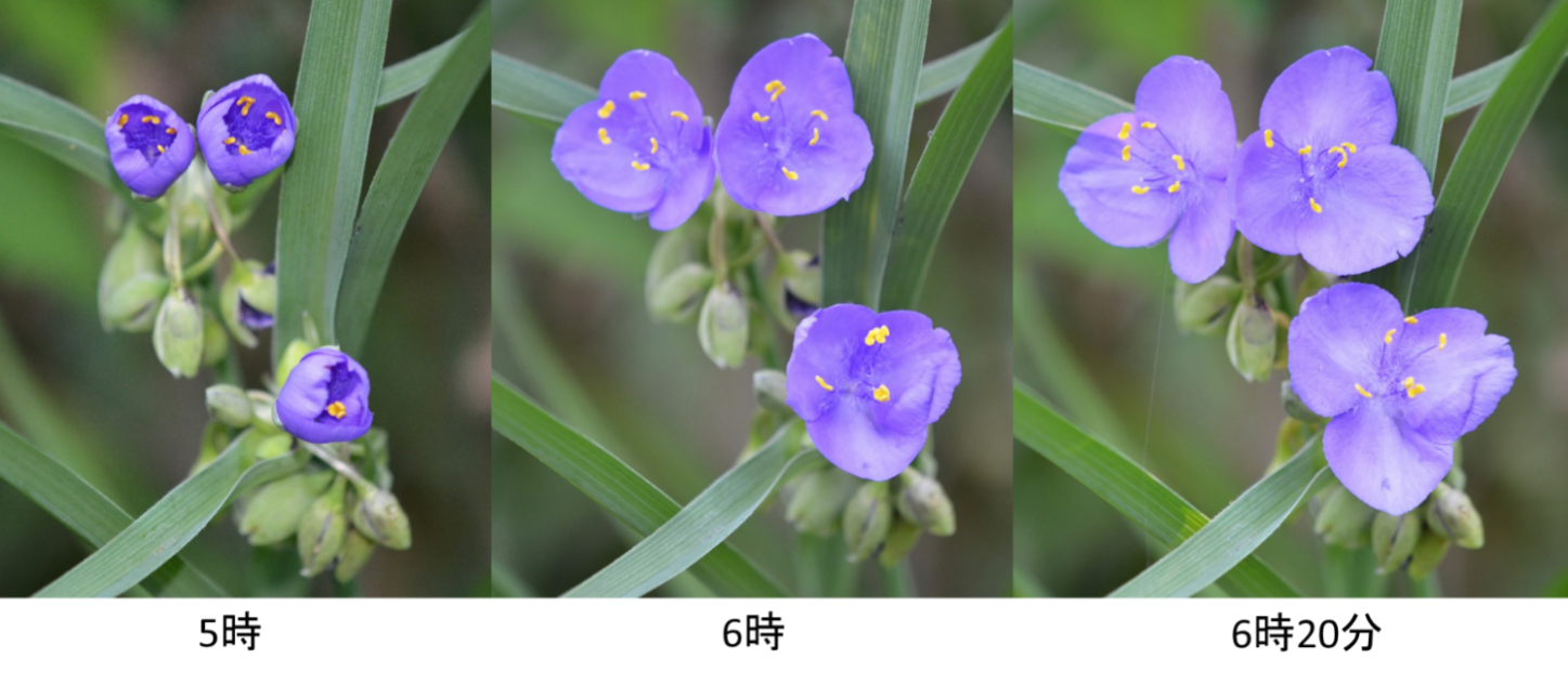 桑名市総合医療センター 7月 紫つゆ草