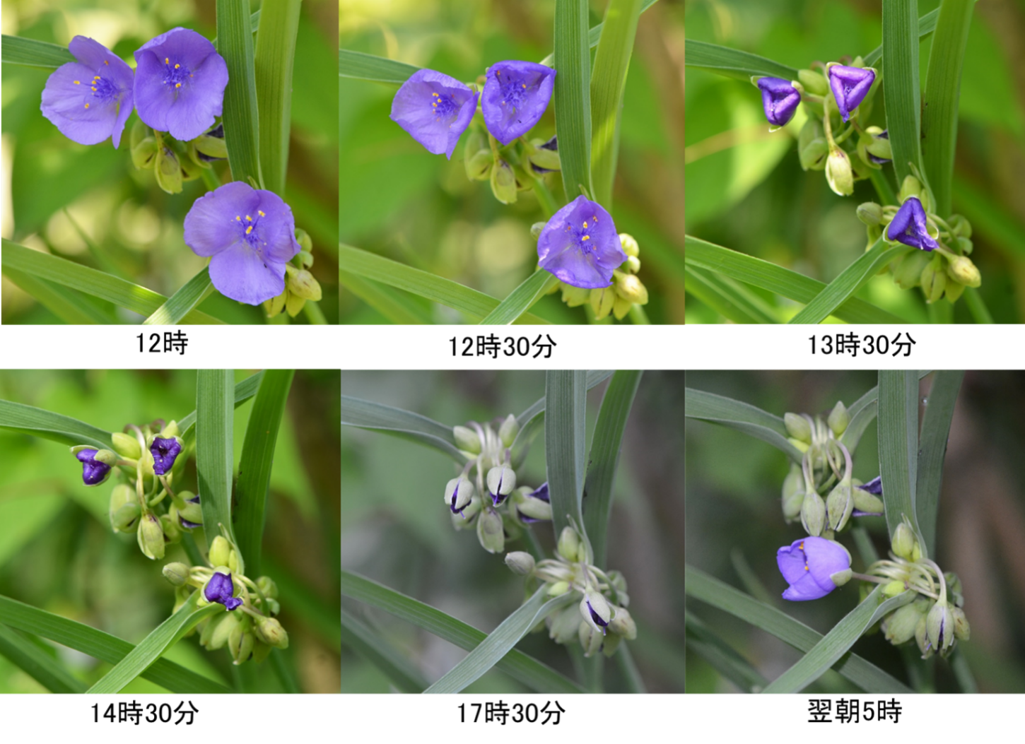 桑名市総合医療センター 7月 紫つゆ草