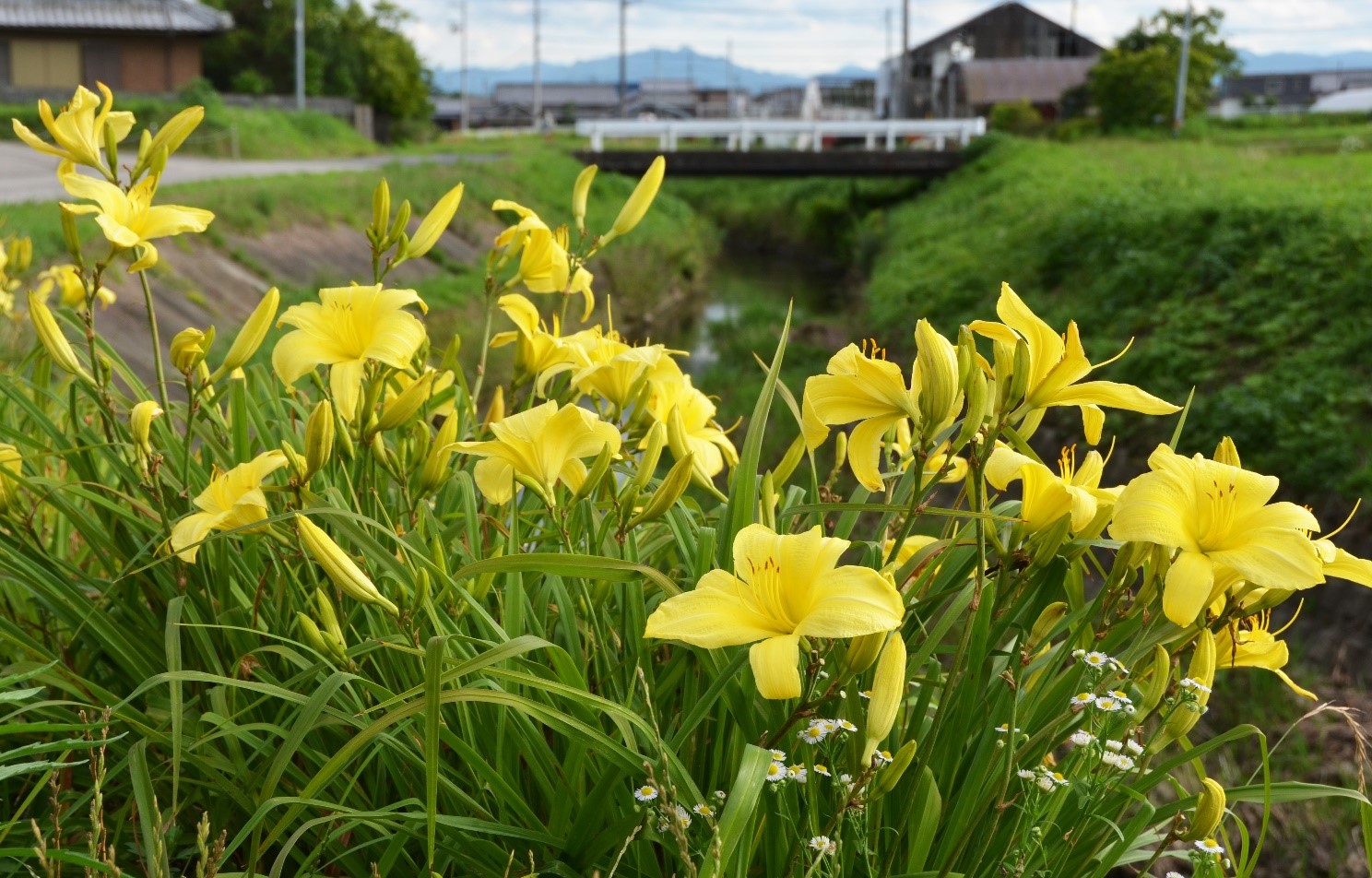 桑名市総合医療センター 8月 カンゾウとキスゲ