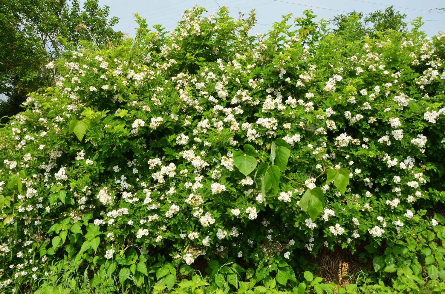 桑名市総合医療センター 6月 野ばら 野いばら