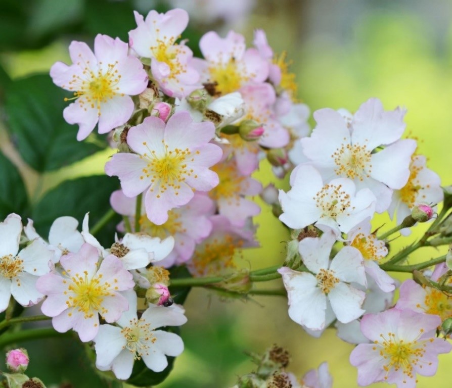 年のベスト 野ばら 花 言葉 100 で最高の画像