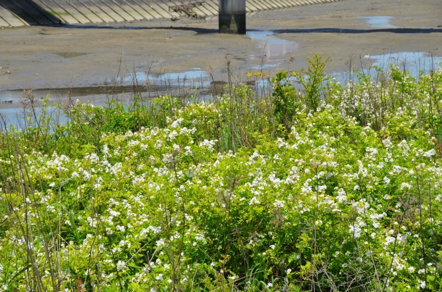 桑名市総合医療センター 6月 野ばら 野いばら