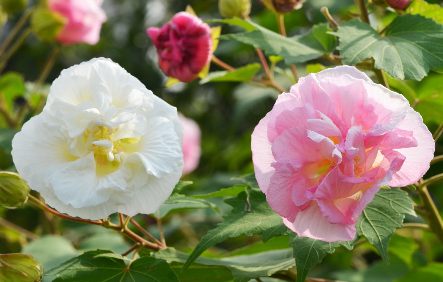 桑名市総合医療センター 10月 酔芙蓉 すいふよう