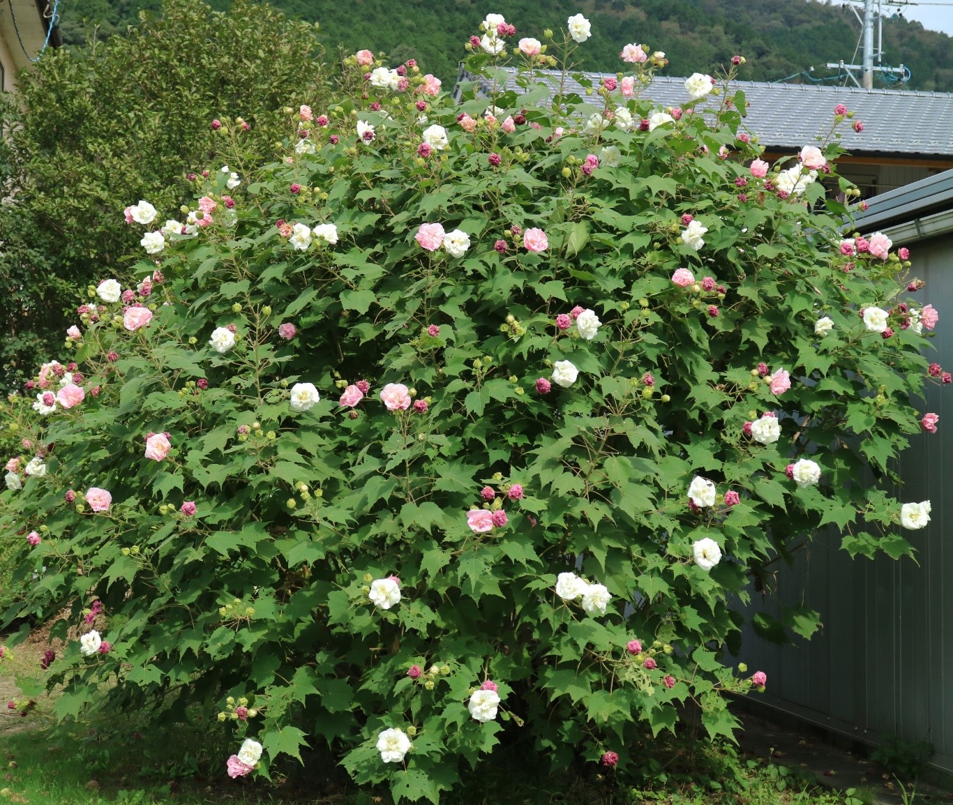 桑名市総合医療センター 10月 酔芙蓉 すいふよう