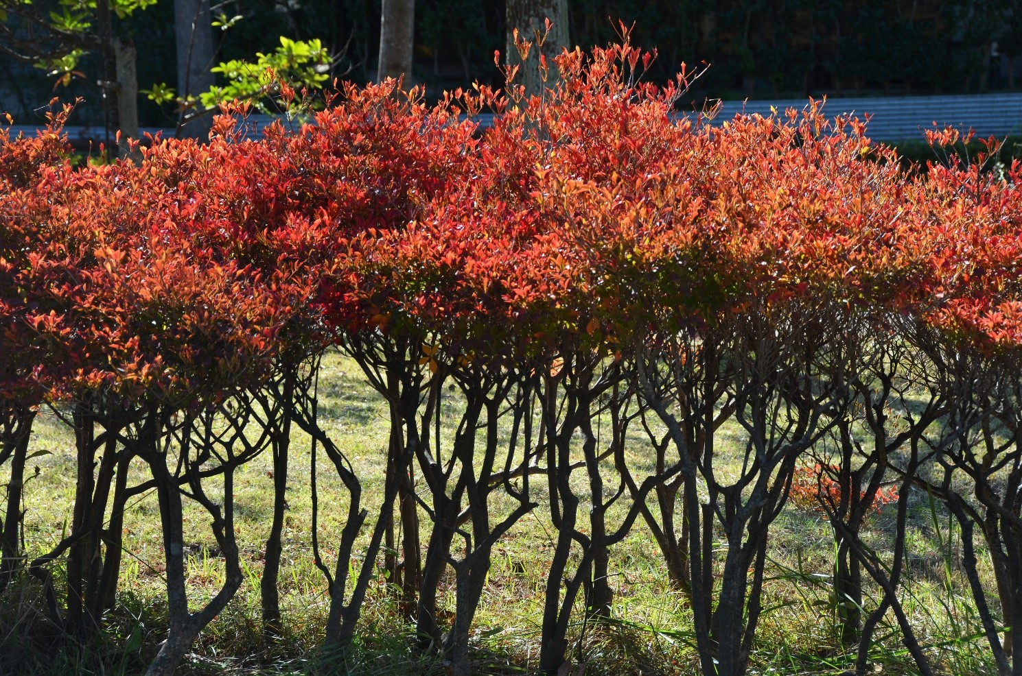 桑名市総合医療センター 11月 紅葉 ドウダンツツジ