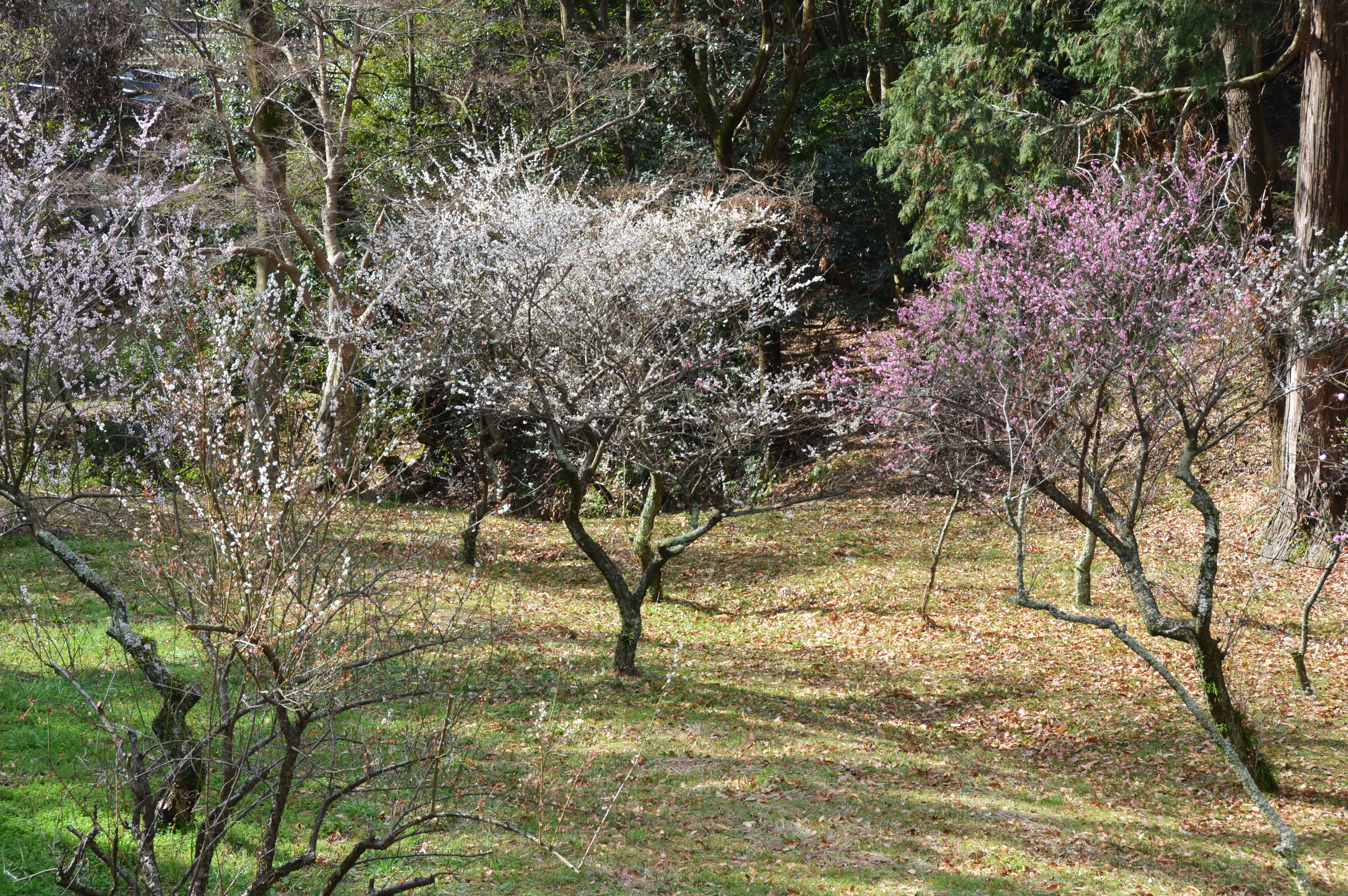 ぺんぺん草の桜の花が咲きましたよ