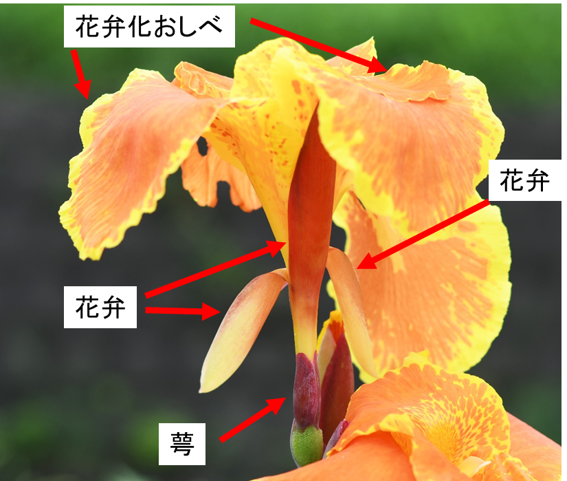 桑名市総合医療センター 8月 カンナ