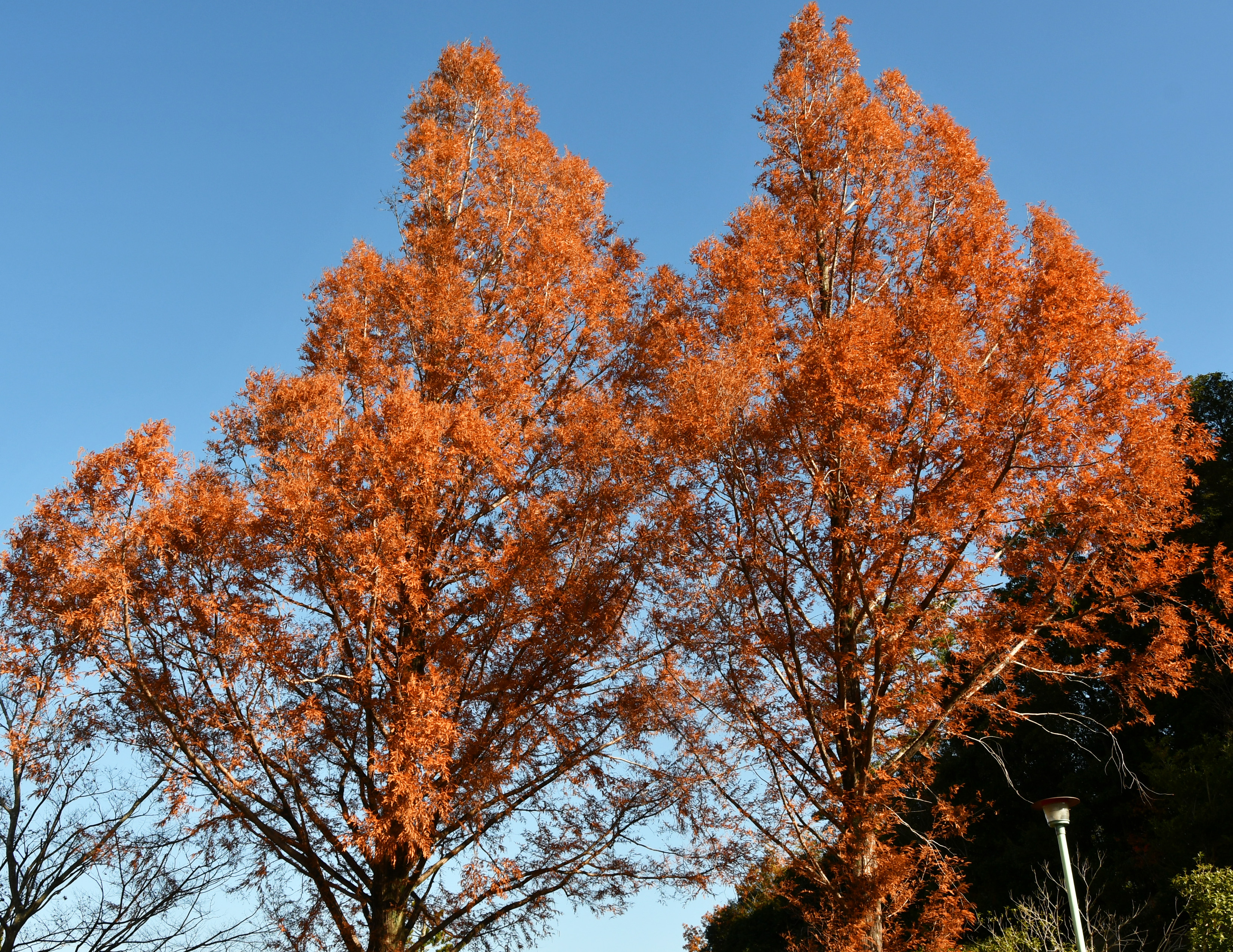 桑名市総合医療センター 11月 メタセコイア