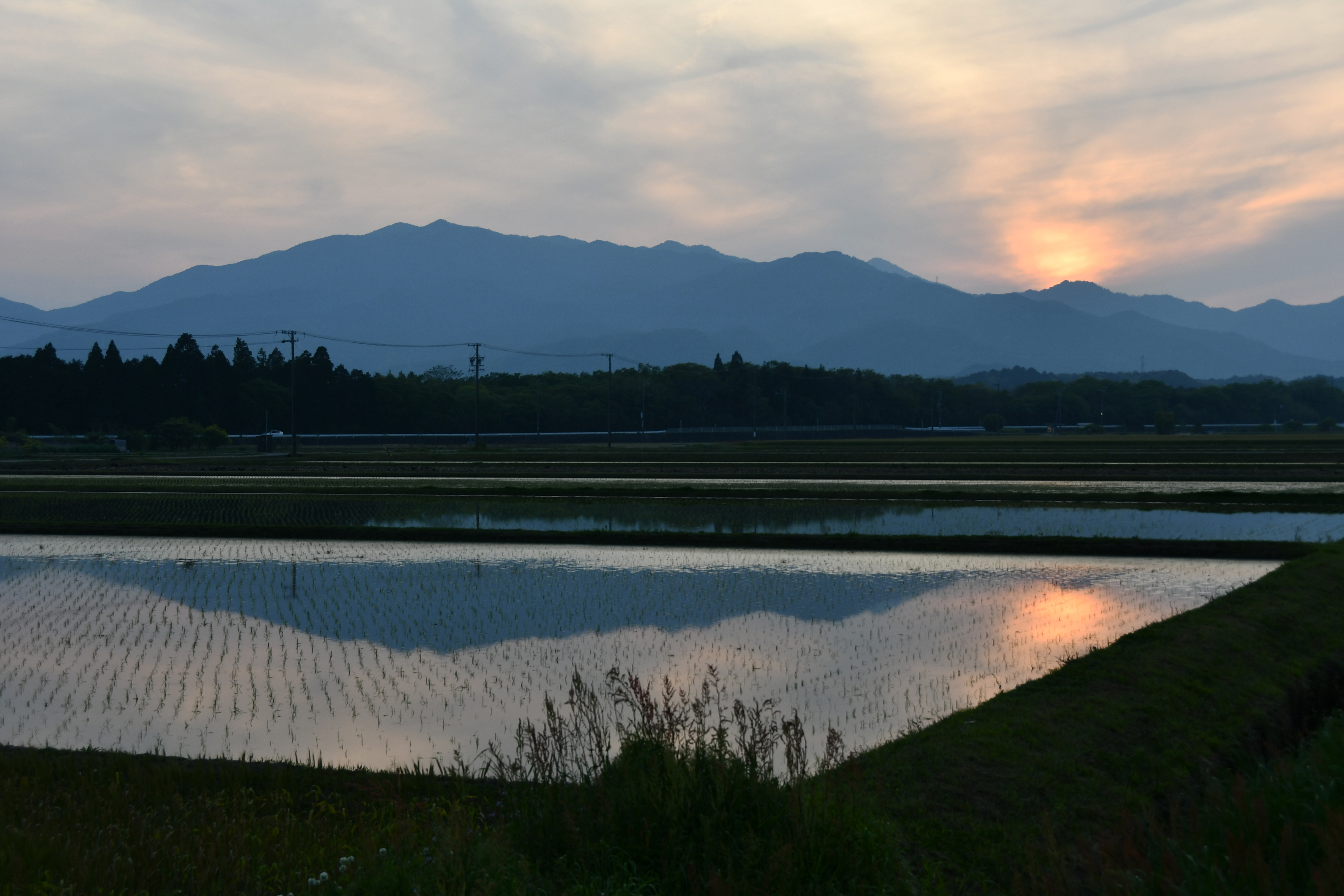 桑名市総合医療センター ６月 水田 みずた