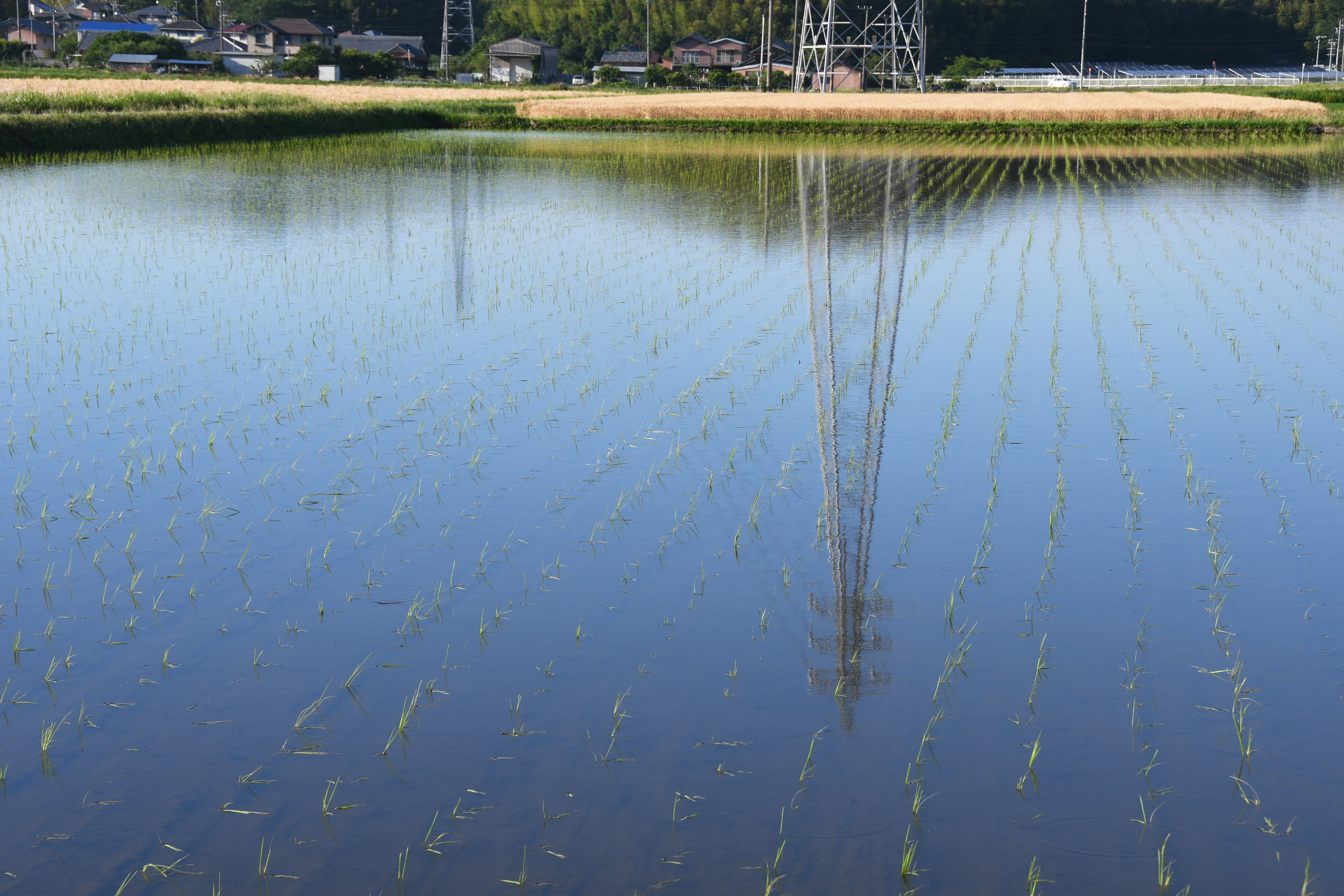 桑名市総合医療センター ６月 水田 みずた