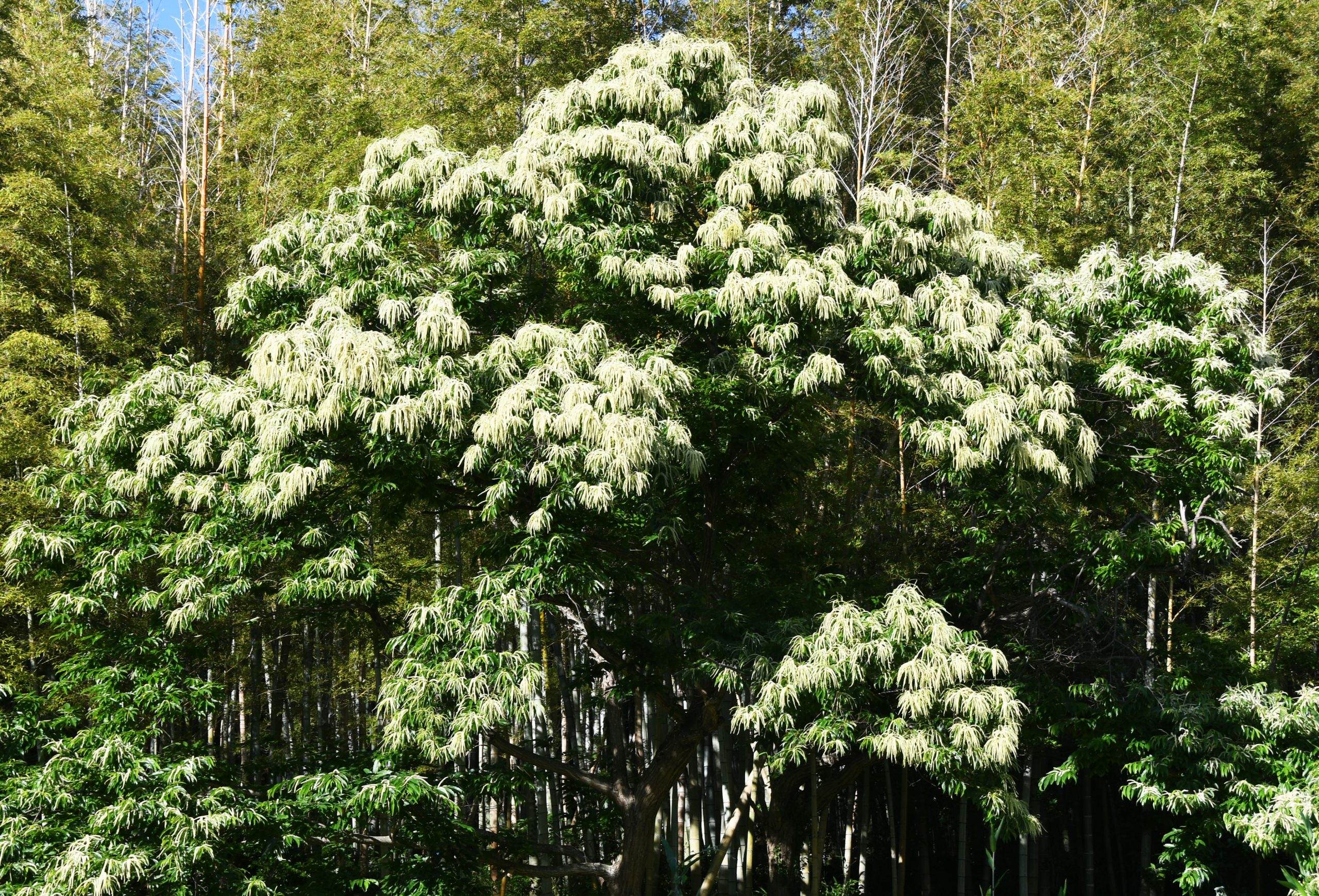 桑名市総合医療センター ７月 栗の花