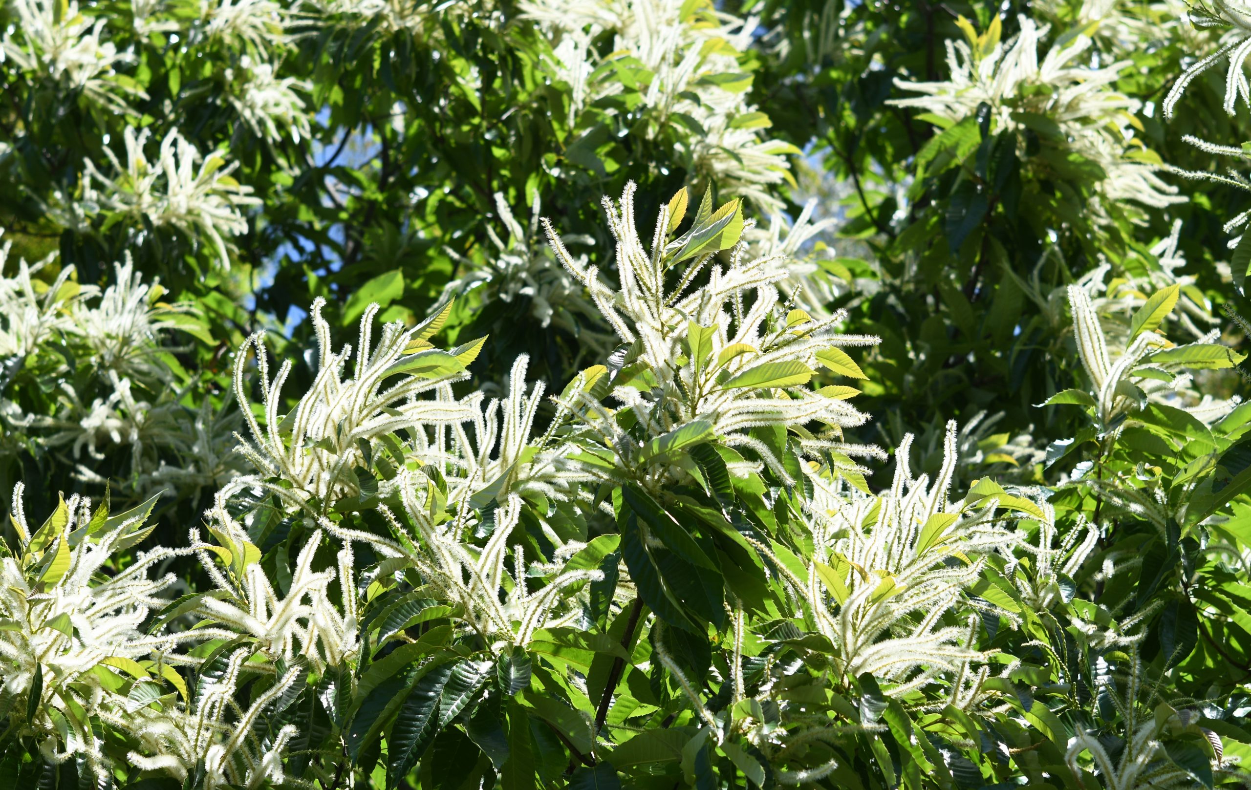 桑名市総合医療センター ７月 栗の花